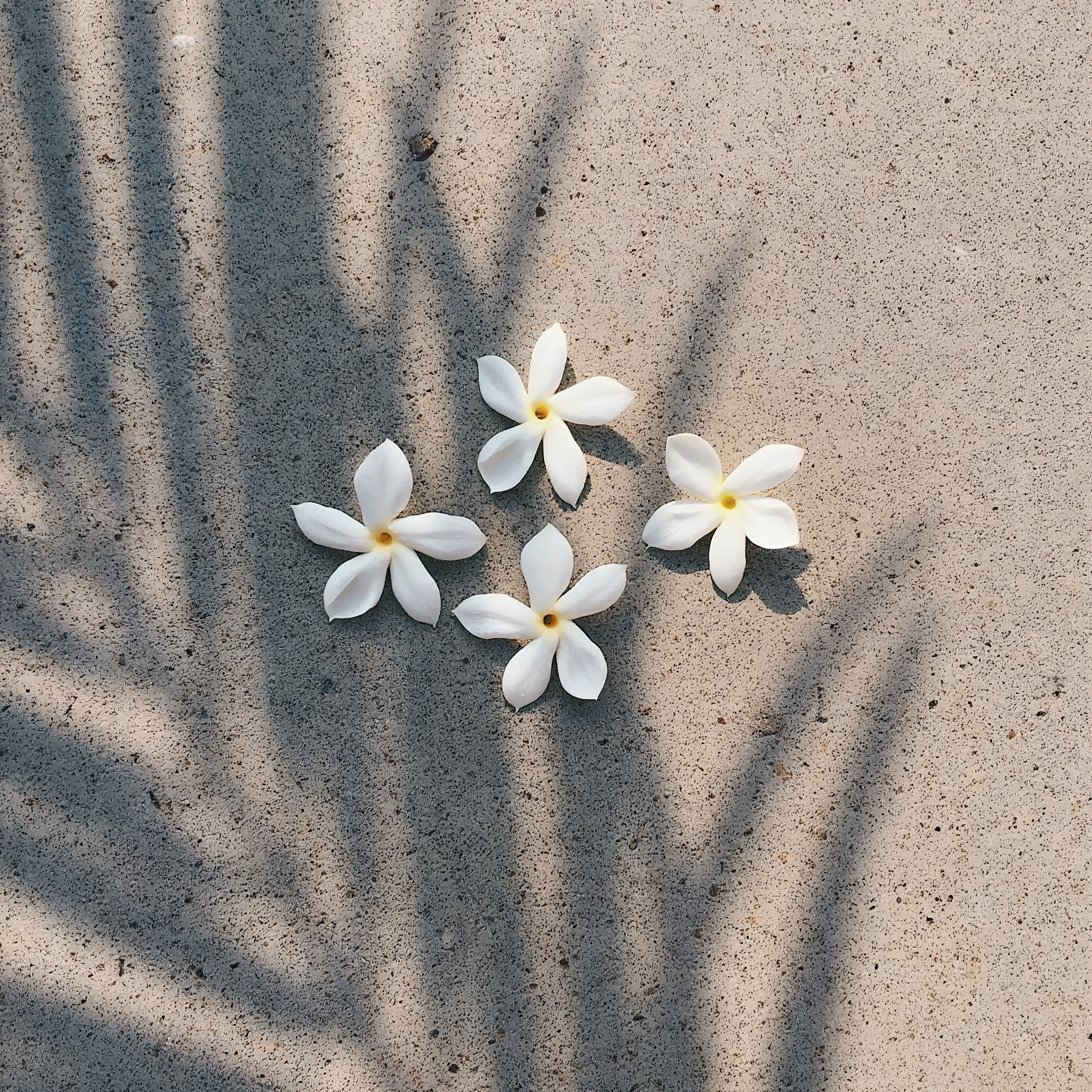 Pikake Jasmine Hand & Body Wash